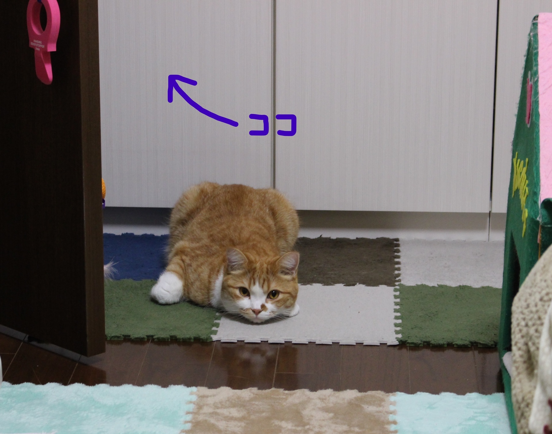 いじける猫 Macduff